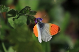 <p>BĚLÁSEK ŘEŘICHOVÝ - sameček (Anthocharis cardamines) -
Šluknovsko - Knížecí ---- /Orange tip - Aurorafalter/</p>